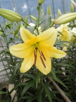 [1749 Lesotho No01.JPG]